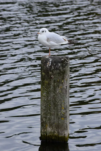 DSC_0515 (Large).JPG